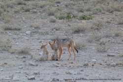 Les chacals aussi ont des bouches supplémentaires à nourrir