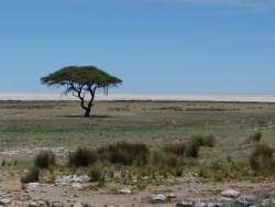 Vue sur le fameux pan d'Etosha