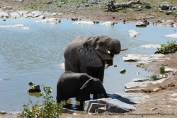 Les éléphants sont très sourcilleux sur le choix de l'eau à boire