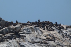Comme souvent sur les côtes namibiennes, les otaries sont présentes