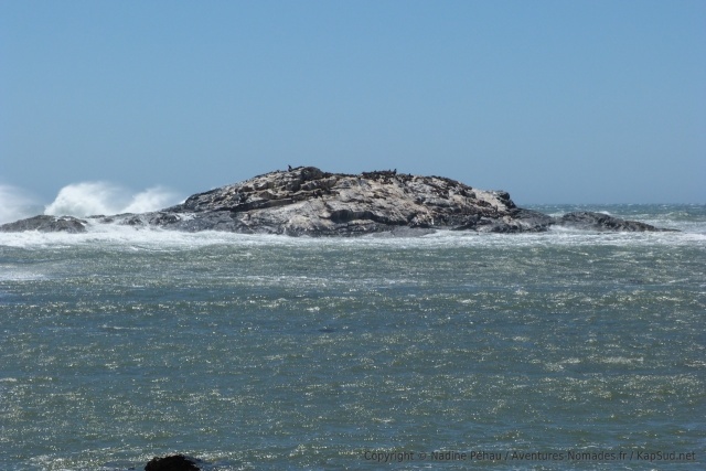 Juchées sur leur gros rochers, les otaries semblent apprécier les éléments déchainées