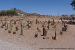 Jardin à la sauce namibienne