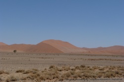 Enfin les voilà, les dunes géantes du désert de Namib