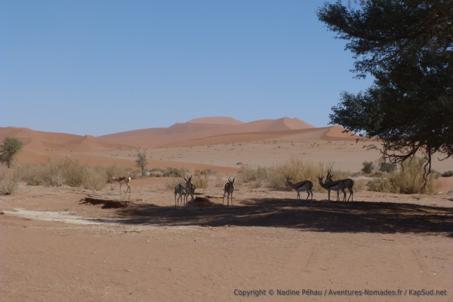 Les springboks du Namib-Naukluft NP ne sont pas farouches