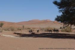 Les springboks du Namib-Naukluft NP ne sont pas farouches