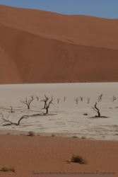 Deadvlei, un contraste de couleurs détonnant 