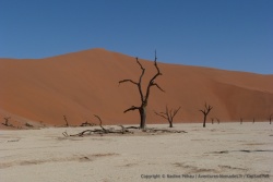 Une des images les plus connues de la Namibie