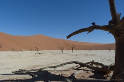 Un sentiment de désolation exacerbé avec ces arbres pétrifiés au coeur du désert