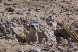On n'aurait pas imaginé un suricate dans un désert de rocailles