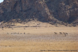 Beaucoup de zèbres et d'oryx se réunissent au pied des montagnes