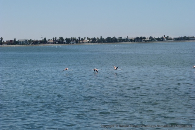 Des flamants roses prenant leur envol sous nos yeux