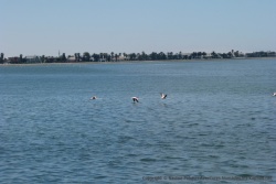Des flamants roses prenant leur envol sous nos yeux