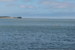 Une multitude d'oiseaux ont colonisé la baie de Walvis Bay