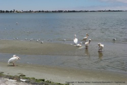 Les pélicans, oiseaux faussement débonnaires