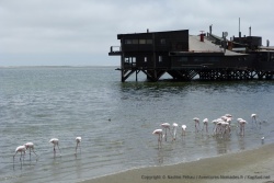 Ce bar-restau très connu est un peu aussi l'emblème de Walvis Bay