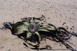 La welwitschia, plante étrange si l'en est, ne possède que 2 feuilles qui ne cessent de croître