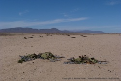 La welwitschia, plante emblématique de Namibie, peut vivre plusieurs centaines d'années et même jusque'à 2000 ans ! 