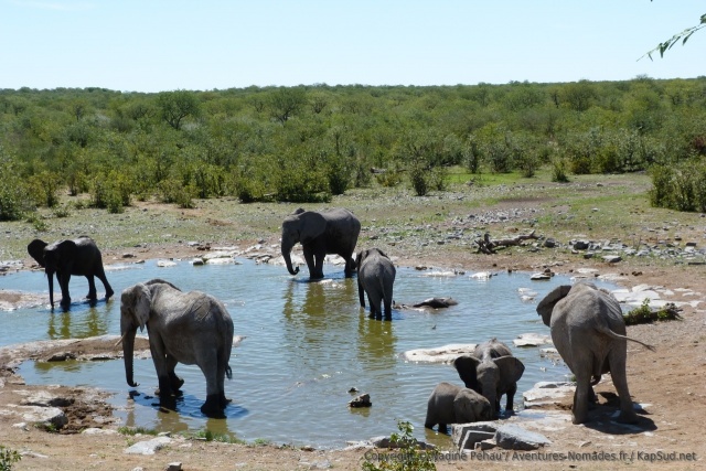 Les éléphants parcourent des kilomètres pour pouvoir étancher quotidiennement leur soif