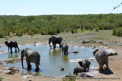 Les éléphants parcourent des kilomètres pour pouvoir étancher quotidiennement leur soif