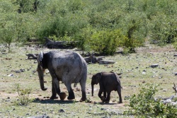 A Etosha, beaucoup d'éléphants sont blancs à cause de la boue très claire qu'ils s'aspergent