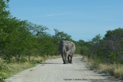 Un énorme éléphant arrive en face de nous, peu de chance qu'ils veuillent nous laisser passer