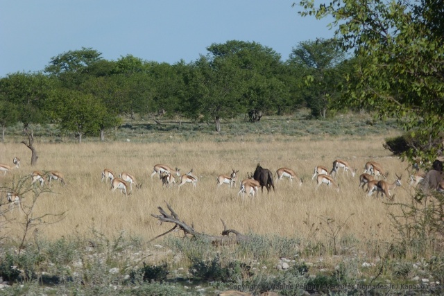 En retrouvant la savane herbeuse, on retrouve également les herbivores qui la fréquentent