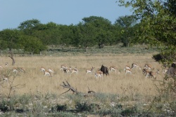 En retrouvant la savane herbeuse, on retrouve également les herbivores qui la fréquentent