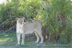On peut admirer le corps puissant de cette magnifique lionne