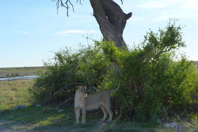 Soudain, quelque chose semble attirer l'attention de la lionne