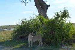 Soudain, quelque chose semble attirer l'attention de la lionne