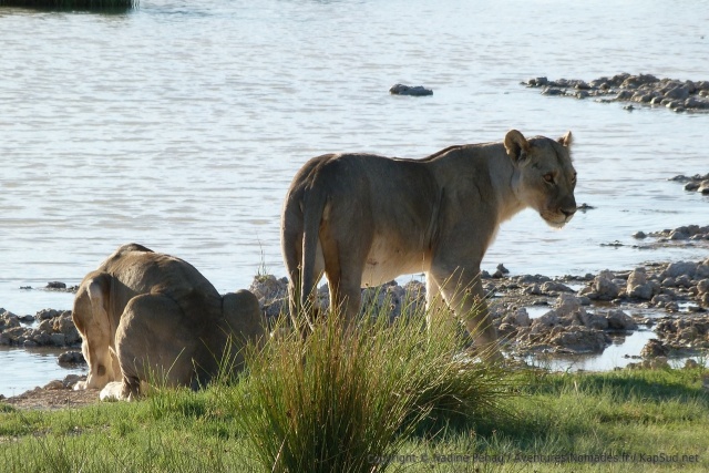 La lionne rejoint sa congénère, déjà entrain de boire
