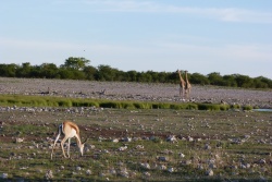 Les girafes s'avancent prudemment vers le trou d'eau, à juste titre