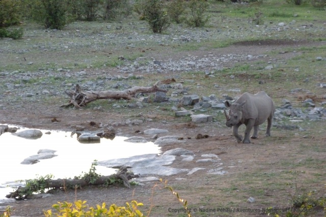 Les rhinocéros noirs attendent le coucher du soleil pour venir boire