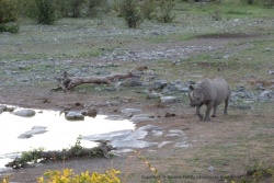 Les rhinocéros noirs attendent le coucher du soleil pour venir boire