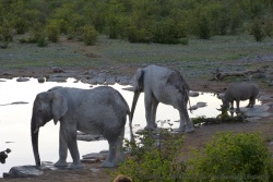 Eléphants et rhinocéros semblent cohabiter pacifiquement