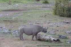 Ce n'est pas souvent qu'on peut observer un rhinocéros noir calmement 