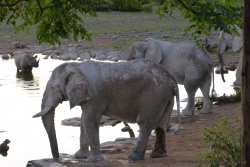 Réunis par la soif, les 2 monstres sacrés d'Afrique