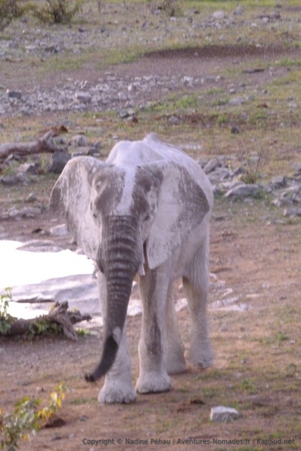 La boue blanchâtre qui recouvre les éléphants leur donne parfois une allure de fantôme