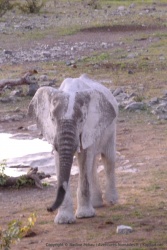 La boue blanchâtre qui recouvre les éléphants leur donne parfois une allure de fantôme