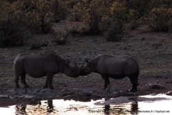 De façon très surprenante, les rhinocéros se saluent délicatement