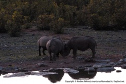 Le point d'eau d'Hallali semble être le point de ralliement des rhinocéros noirs de la région