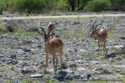 Impalas à face noire, endémiques du parc d'Etosha