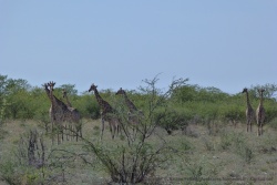 Un troupeau de girafes quitte le bush pour s'approcher du trou d'eau