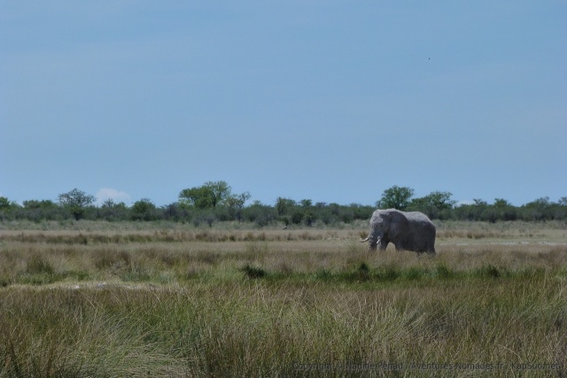 Au loin, un grand éléphant mâle fend la savane