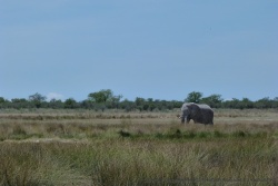 Au loin, un grand éléphant mâle fend la savane