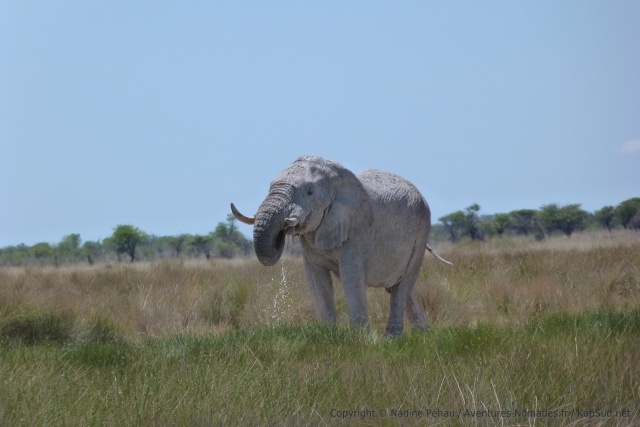 Au milieu de toutes ces herbes hautes, l'éléphant a réussi à retrouver un tout petit point d'eau 