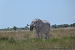 Au milieu de toutes ces herbes hautes, l'éléphant a réussi à retrouver un tout petit point d'eau 