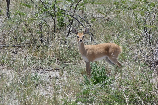 Le gracile steenbok est très attachant avec ses grands yeux et ses grandes oreilles