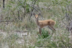 Le gracile steenbok est très attachant avec ses grands yeux et ses grandes oreilles
