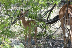 Bébé impala à face noire